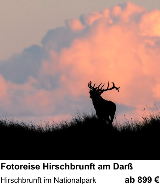 Dokumentarischer Fotokurs für Aufnahmen zu Fotoreise Hirschbrunft am Darß: Hirschbrunft im Nationalpark