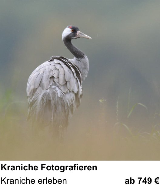 Dokumentarischer Fotokurs für Aufnahmen zu Kraniche Fotografieren: Kraniche erleben