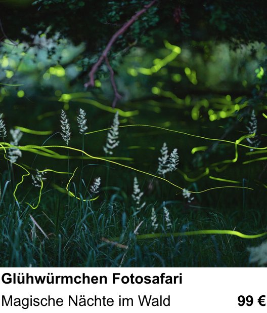 Dokumentarischer Fotokurs für Aufnahmen zu Glühwürmchen Fotosafari: Magische Nächte im Wald