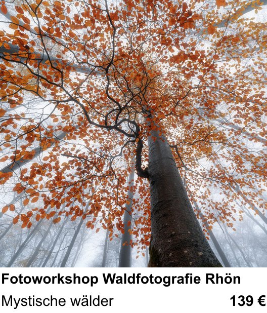 Dokumentarischer Fotokurs für Aufnahmen zu Fotoworkshop Waldfotografie Rhön: Mystische wälder