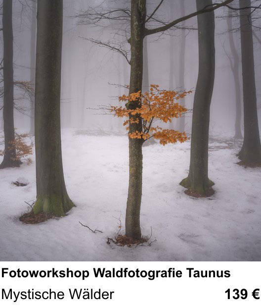 Dokumentarischer Fotokurs für Aufnahmen zu Fotoworkshop Waldfotografie Taunus: Mystische Wälder