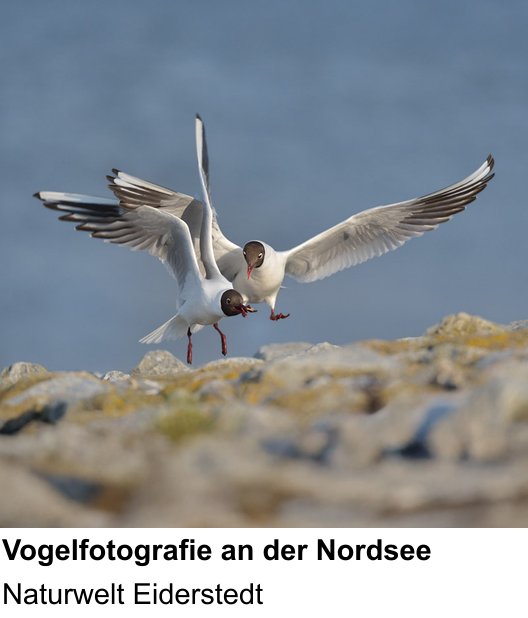 Dokumentarischer Fotokurs für Aufnahmen zu Naturfotografie an der Nordseeküste: Naturwelt Eiderstedt