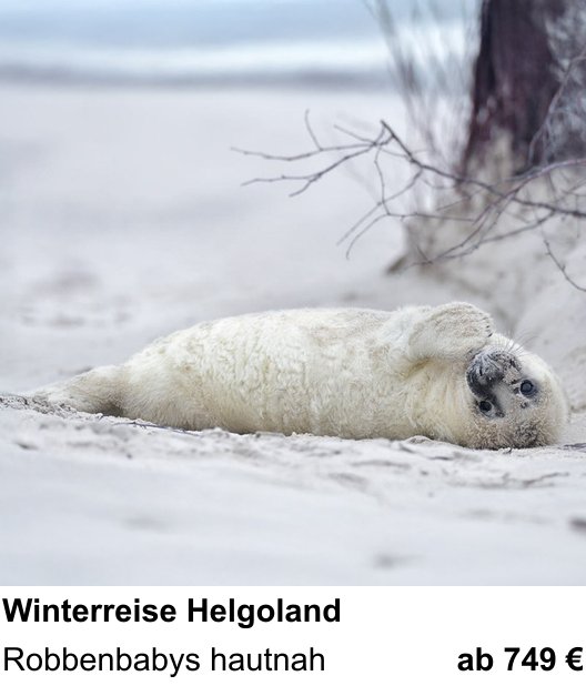 Dokumentarischer Fotokurs für Aufnahmen zu Winterreise Helgoland: Robbenbabys hautnah