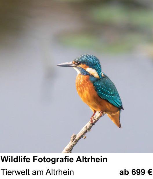 Dokumentarischer Fotokurs für Aufnahmen zu Wildlife Fotografie Altrhein: Tierwelt am Altrhein