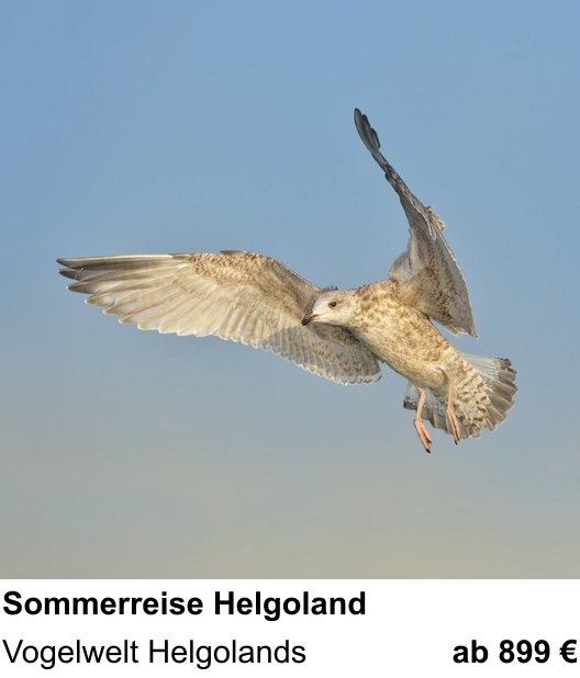 Dokumentarischer Fotokurs für Aufnahmen zu Helgoländer Vogelwelt im Sommer: Vogelwelt Helgolands