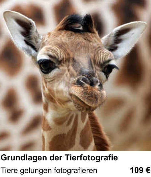 Hannover fotografisch entdecken: Grundlagen der Tierfotografie – Tiere gelungen fotografieren