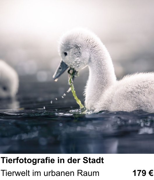 Hannover fotografisch entdecken: Tierfotografie in der Stadt – Tierwelt im urbanen Raum