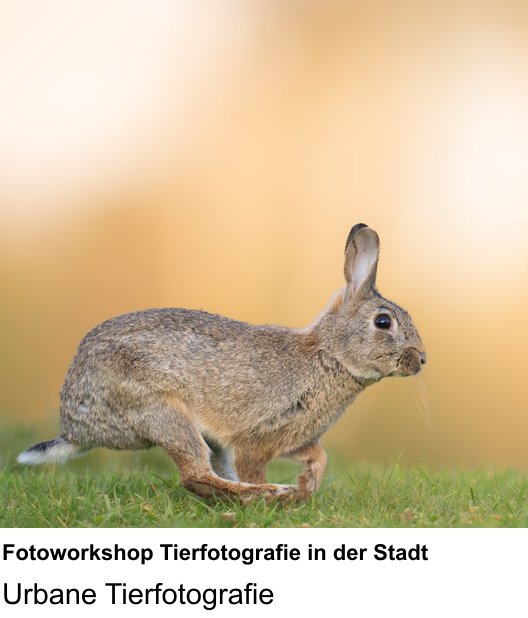 Hannover fotografisch entdecken: Fotoworkshop Tierfotografie in der Stadt – Urbane Tierfotografie